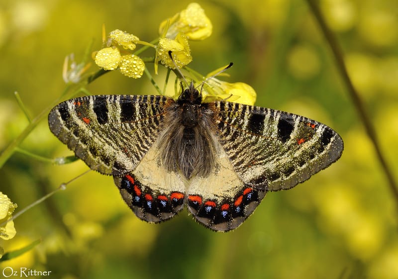 צבעון שקוף — בוגר