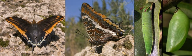 קיסרית הקטלב — בוגר