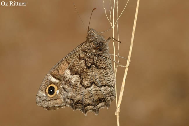 סטירית אפלה — בוגר