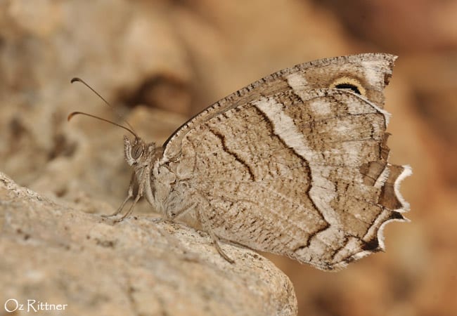 סטירית סיני — בוגר