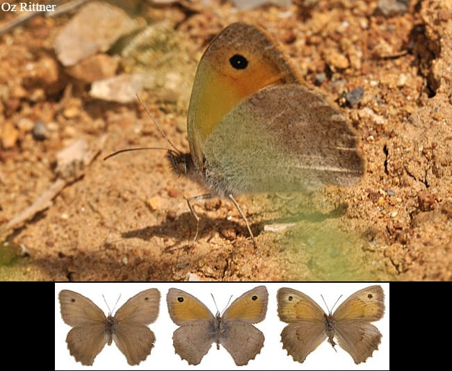 סטירית חיוורת — בוגר