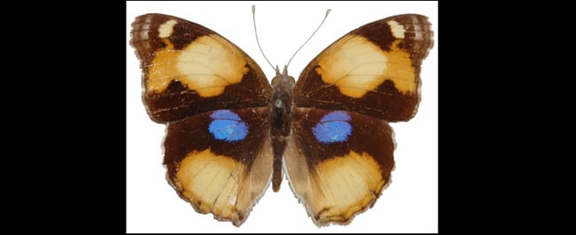 נמפית הריסן — בוגר