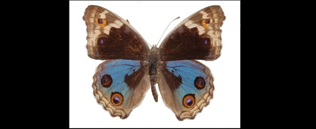 נמפית כחולה — בוגר