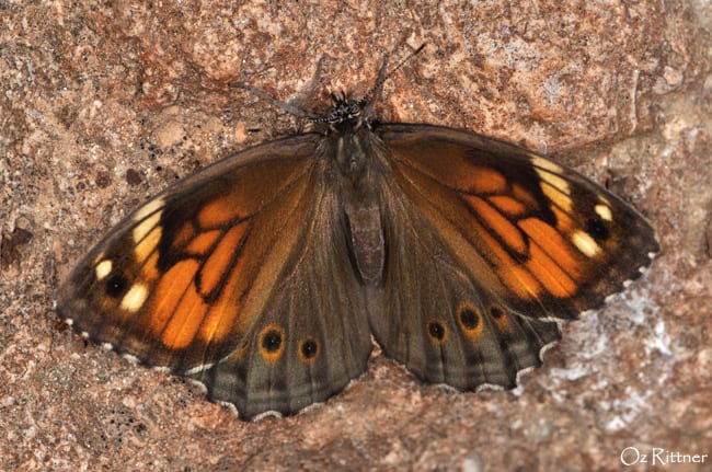 חומנית עינונית — בוגר
