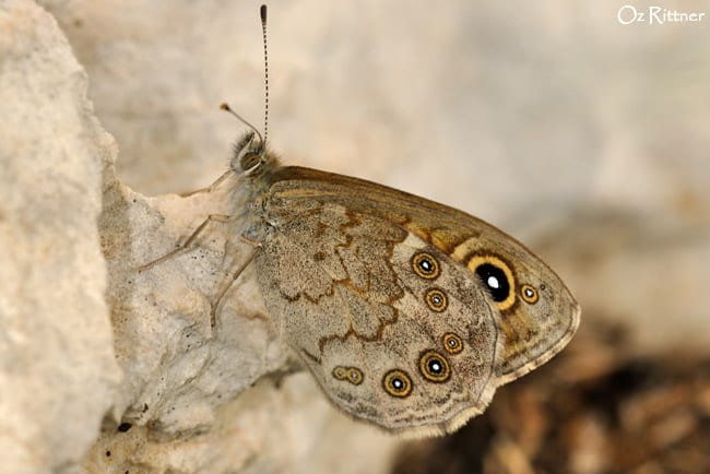 חומית היבלית — בוגר