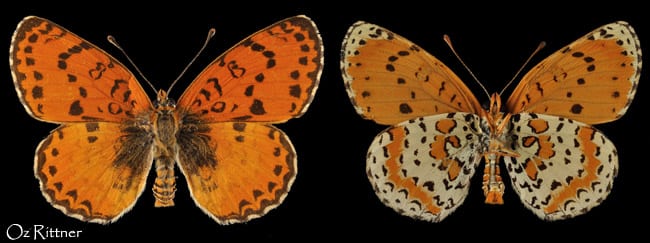 כתמית הלבנון — בוגר