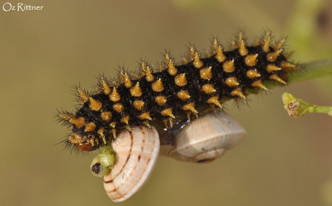 כתמית הבוצין — זחל