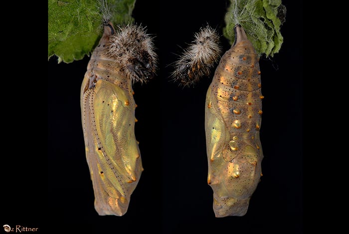 נמפית החורשף — גולם