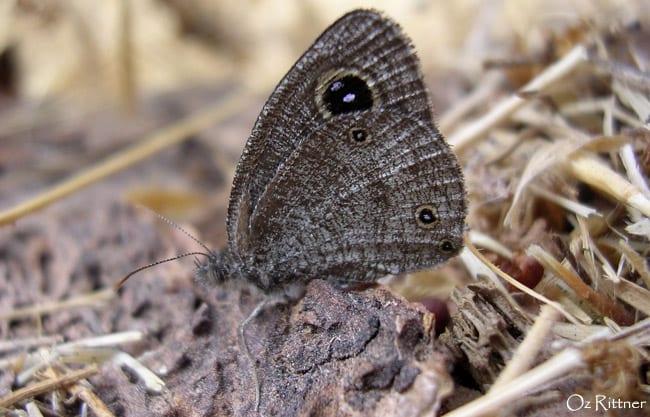 טבעית זוטית — בוגר