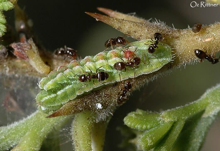 כחלון הינבוט — זחל