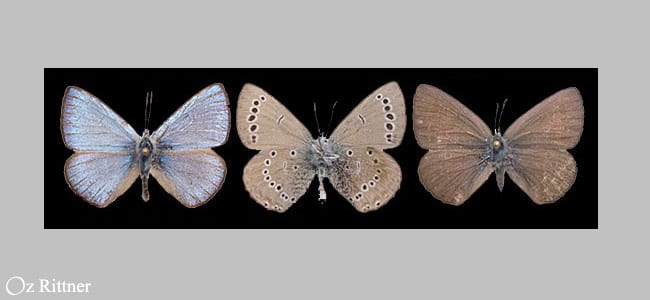 קרקשי הסנה — בוגר