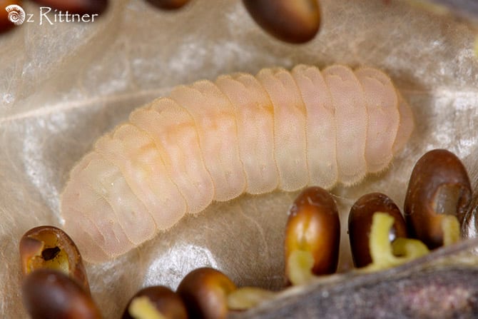 קרקשי הסנה — זחל