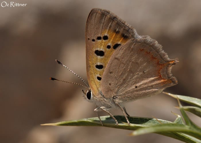 נחשתן הארכובית — בוגר