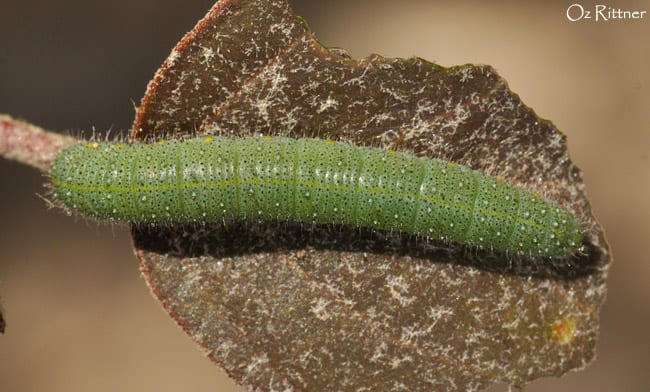 דרומי הצלף — זחל