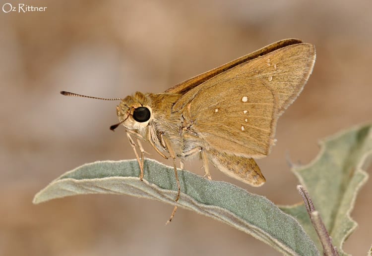 הספרית הדוחן — בוגר