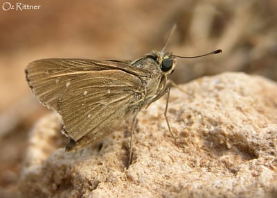 הספרית המדבר