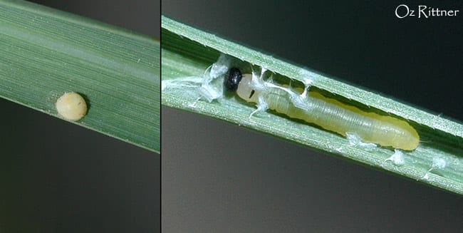 הספרית הדוחן — זחל