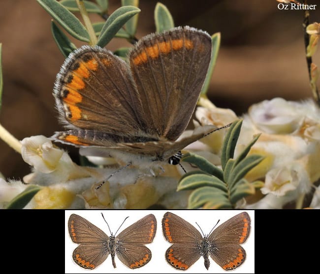 כחליל שיאון — בוגר