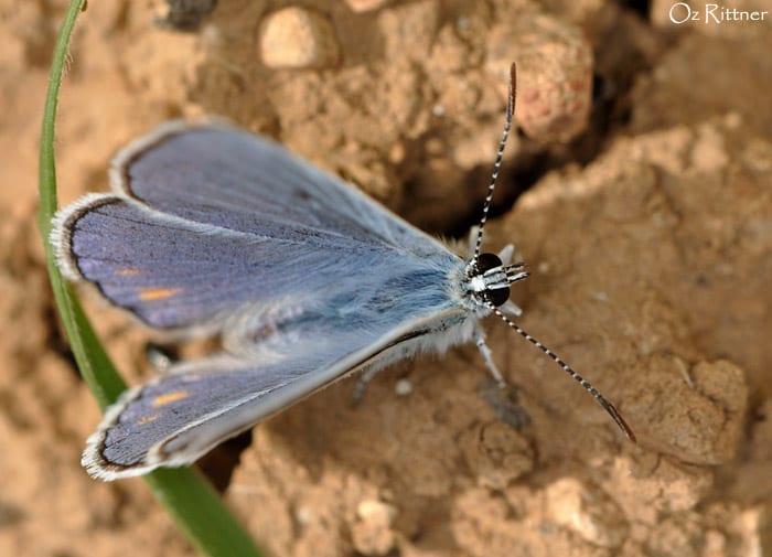 כחליל קליאופטרה — בוגר