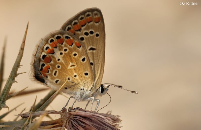 כחליל השברק — בוגר