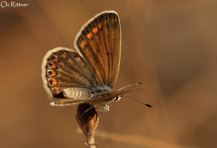 כחליל השברק — בוגר