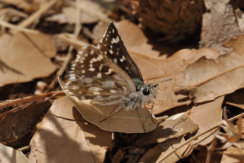 נקדית הורדיים — בוגר
