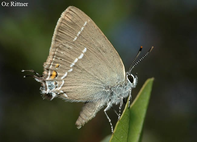 שעיר האשחר — בוגר