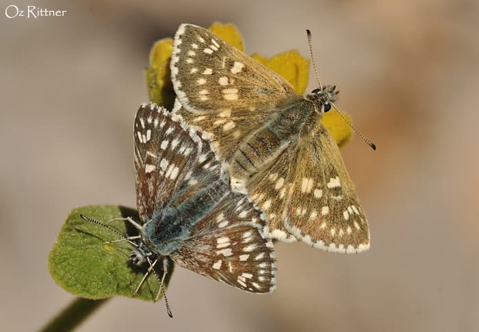 אפורית מלבינה — בוגר