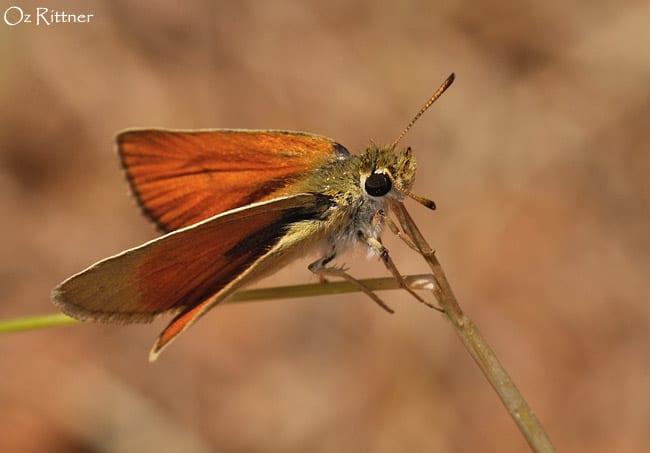 נחושה נאה — בוגר